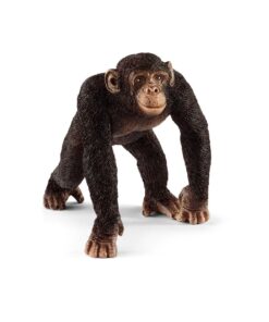 Schimpanse Männchen