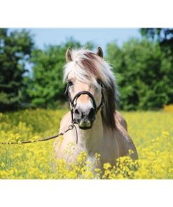 Ravensburger-Puzzle-Pferd-im-Rapsfeld-500-Teile1.jpeg